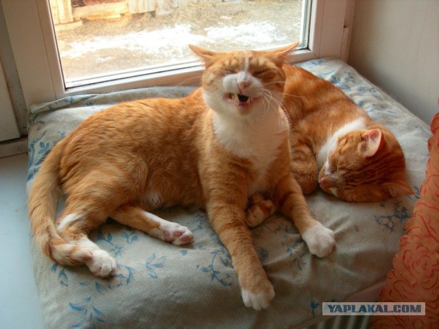 Котовторник 19.03.2019