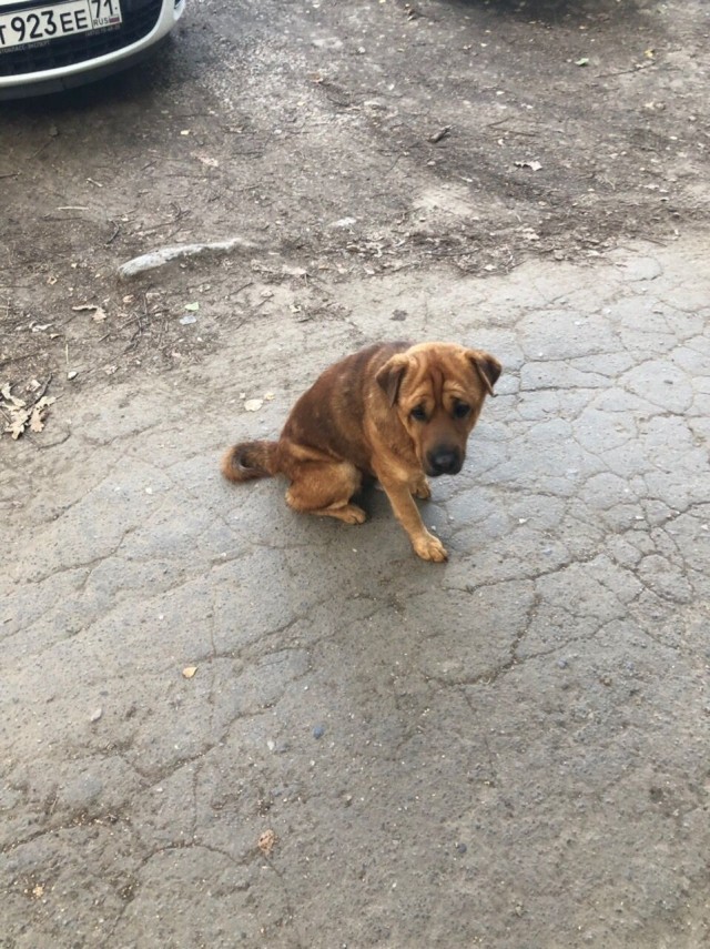 Живность из сети