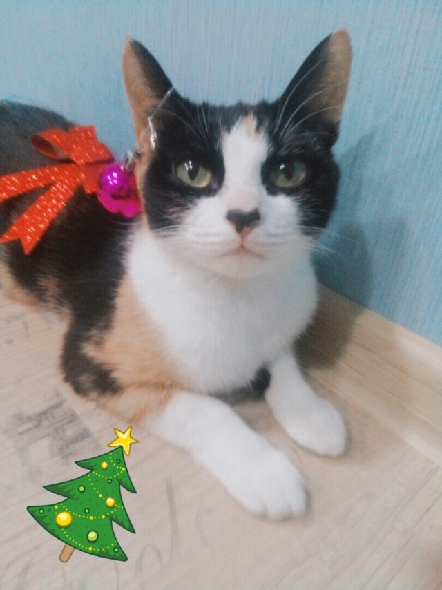 Забавные фото котеек