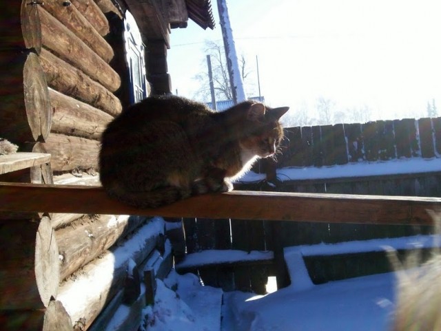 Деревенские котейки