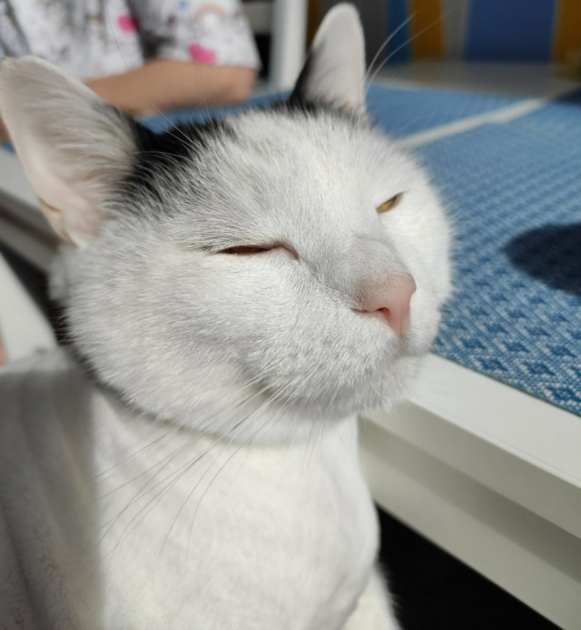 Забавные животные