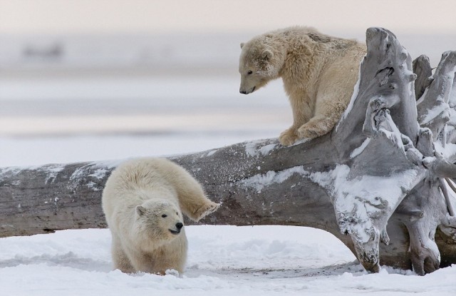 Глазки отдохните: подборка живности всякой