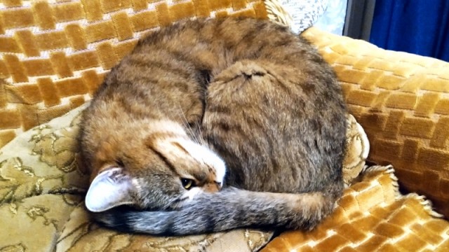 Котовторнику посвящается