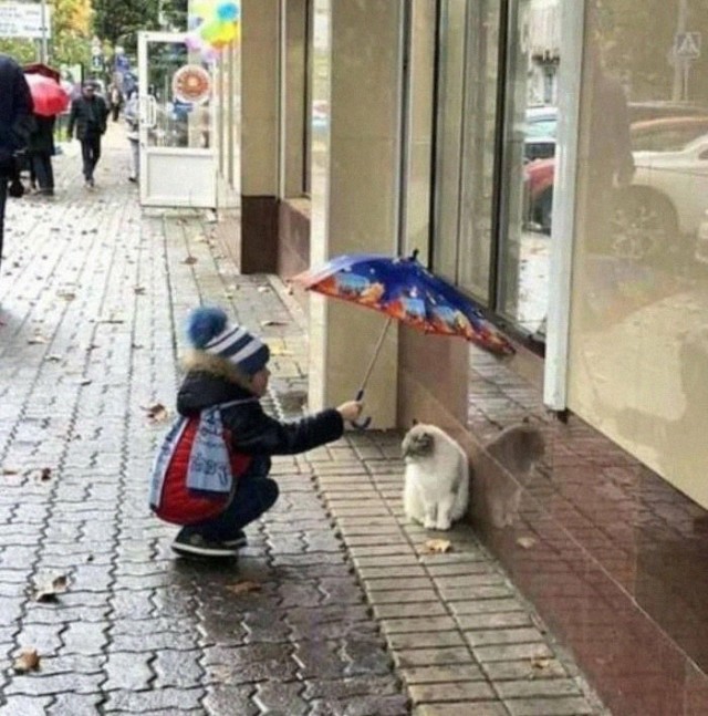 Подборка про кошек