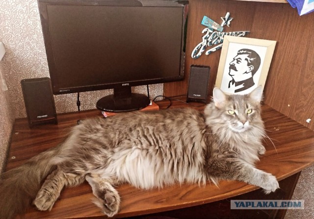 Вторник-кото