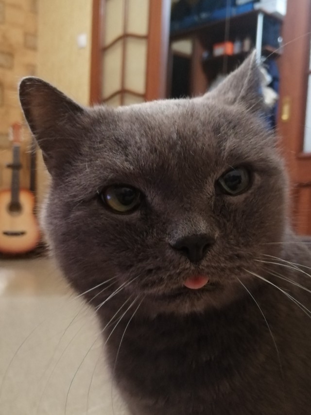 Хоба! Котовторник!