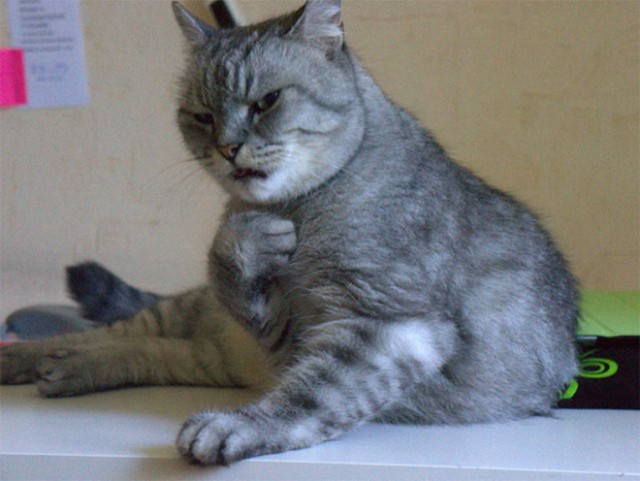 Злые котики - к последнему летнему котовторнику