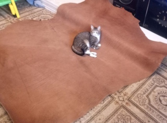 Кошкин дом