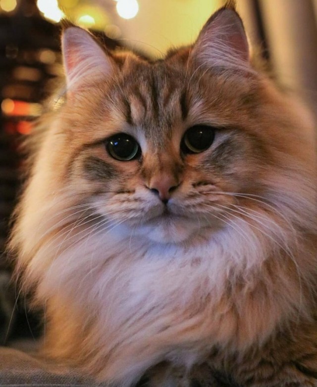 Вторник. Котэ. Пора