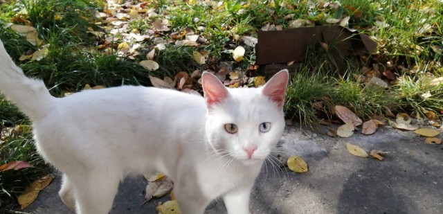 Котовторник 25.01.22