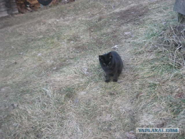 Жизнь домашнего приюта для котеек 383