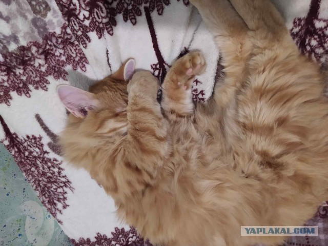 Котовторник вроде.