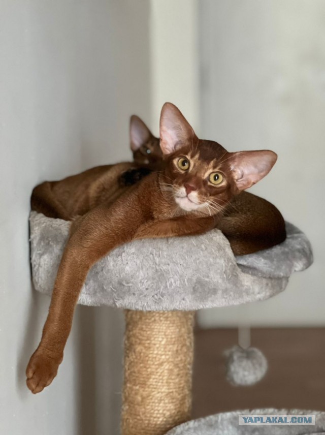 Котовторник ведь начался!