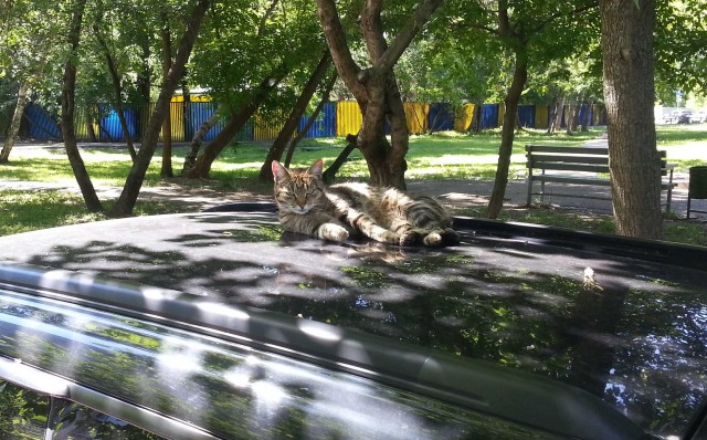 Кот-компаньон