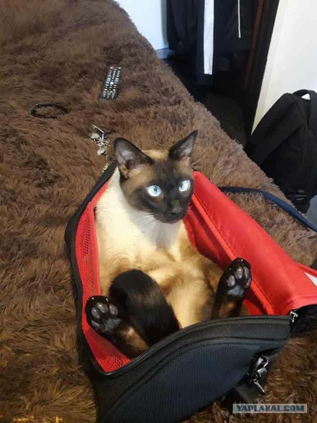 Котовторнику быть