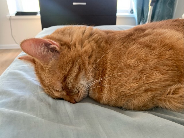 Котовторник 19.07.22