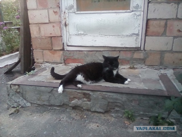 История одного котенка