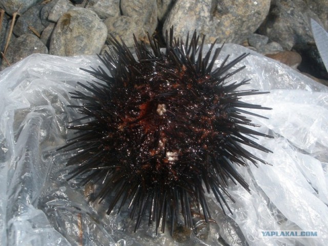 Путешествие Геленджик-Турция