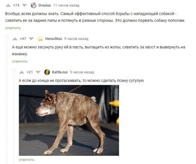 Профессионалы советуют что делать при нападении собаки