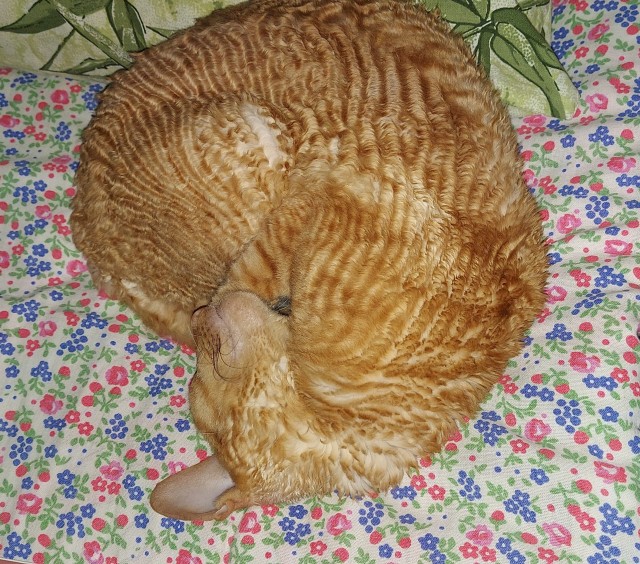 Мой котовторник