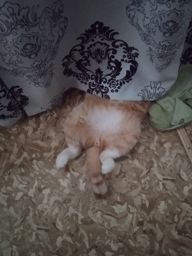 Вы хочите кошек, их есть у меня...