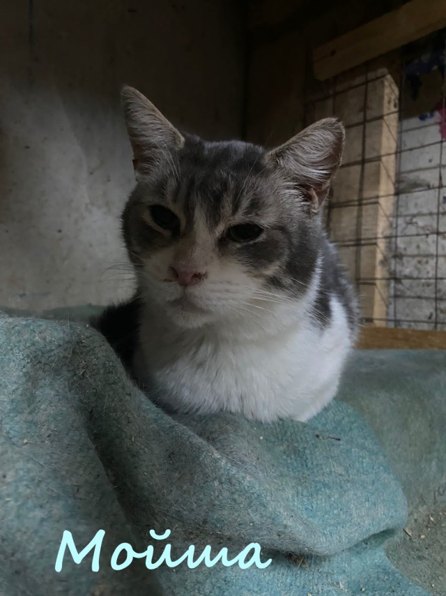 Жизнь домашнего приюта "Котоленд" 380