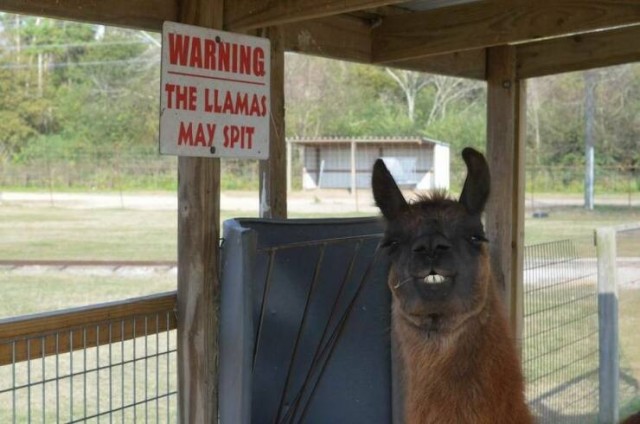 Подборка интересных и прикольных фото из Сети 01.04.23