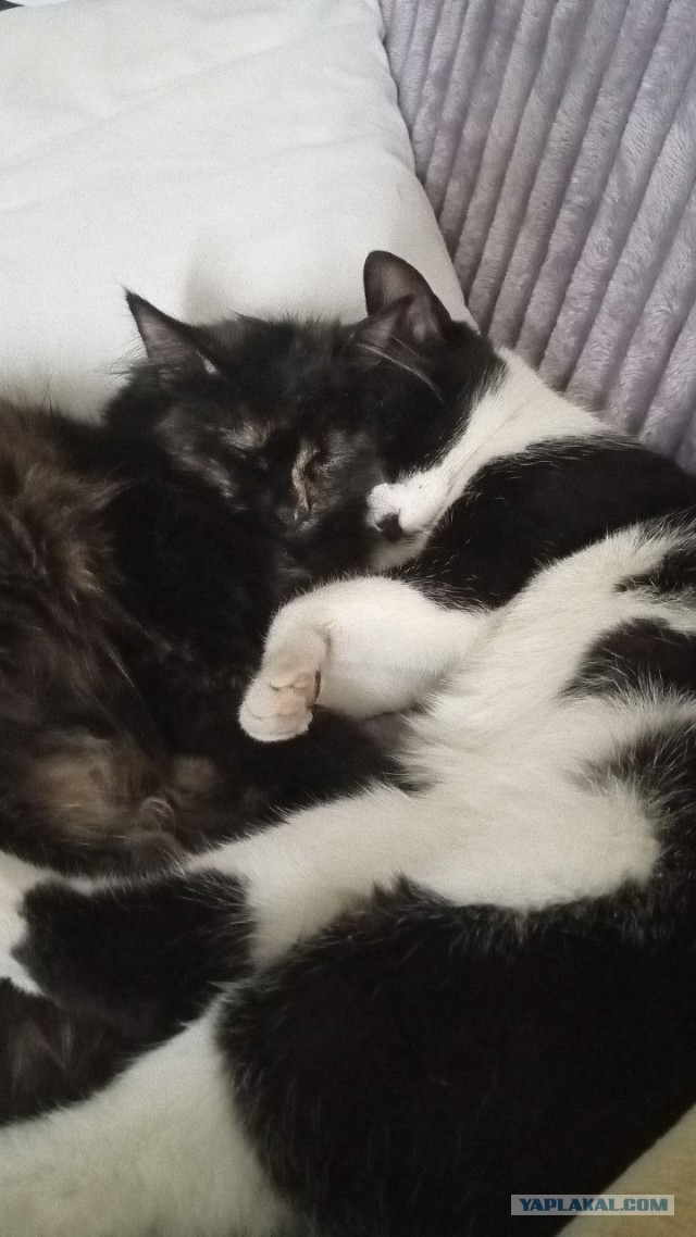 Котофторниг