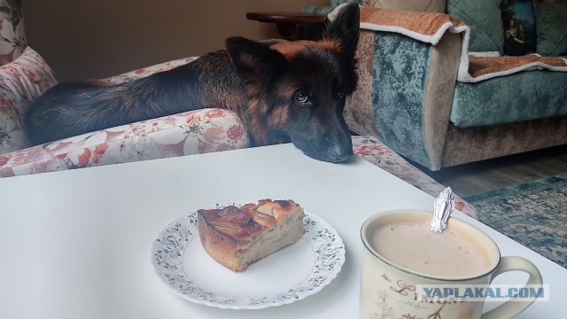 Собакочетверг