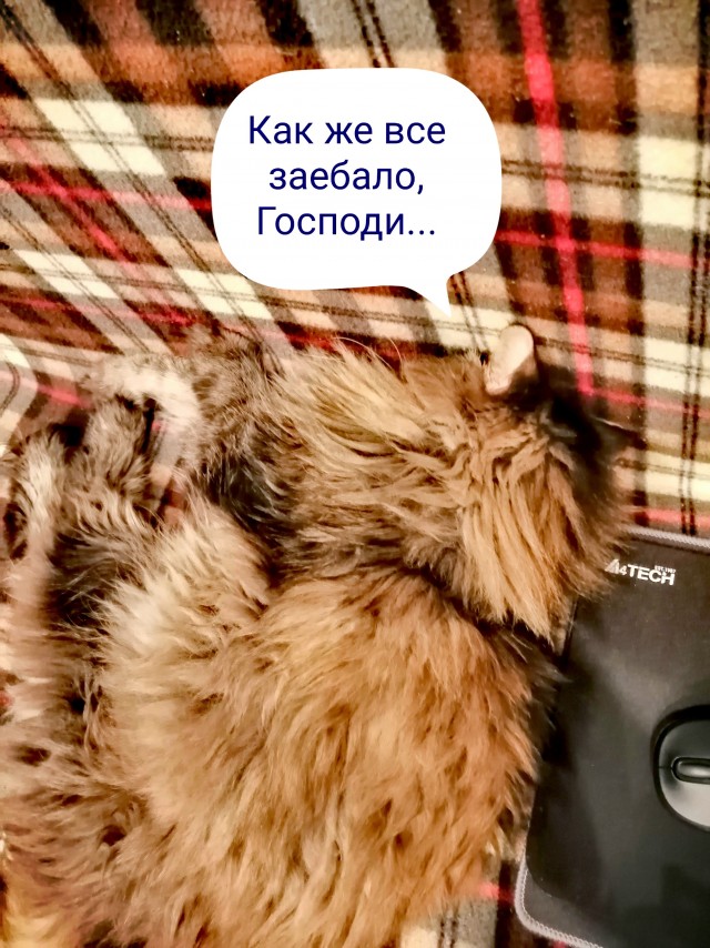 Эти кошки упрямее барана: ТОП-7 пород со скверным характером