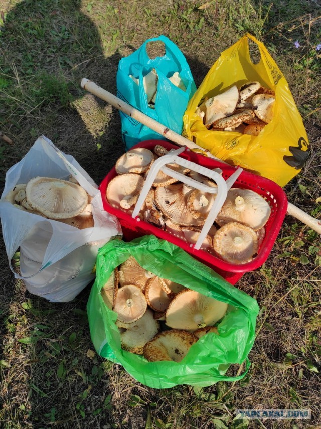 Перекличка грибников
