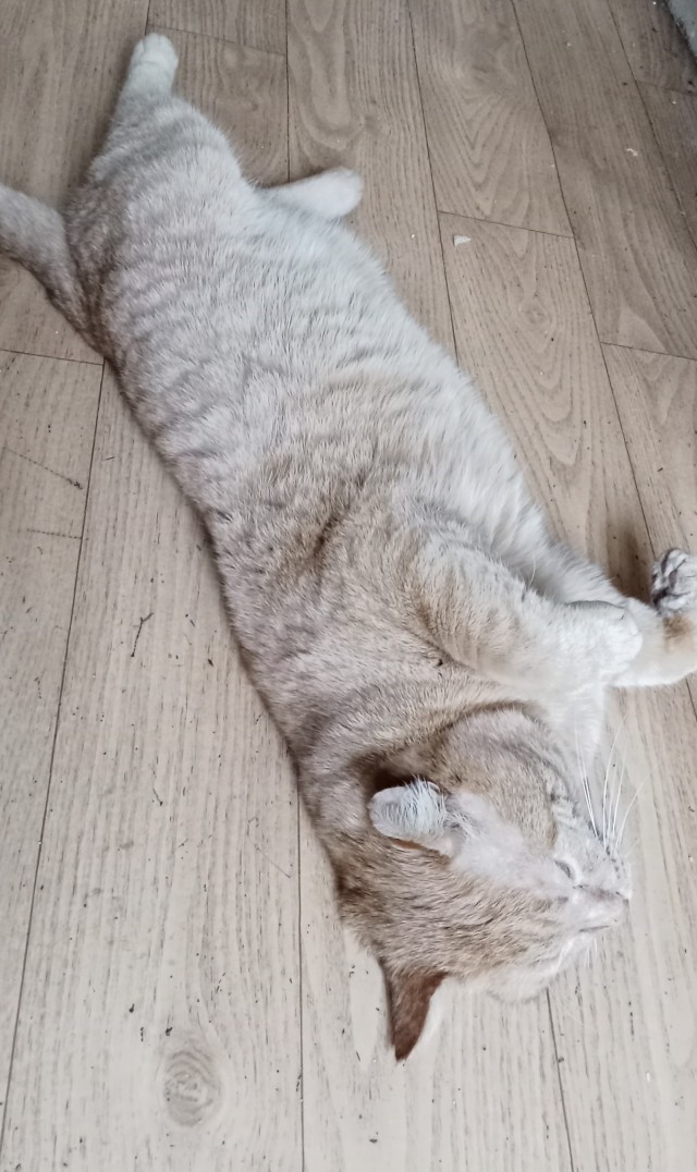 А в следующей жизни я хотел бы быть котом