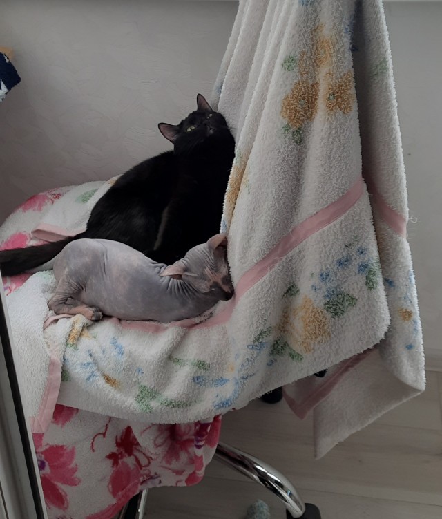 Всех с котовторником