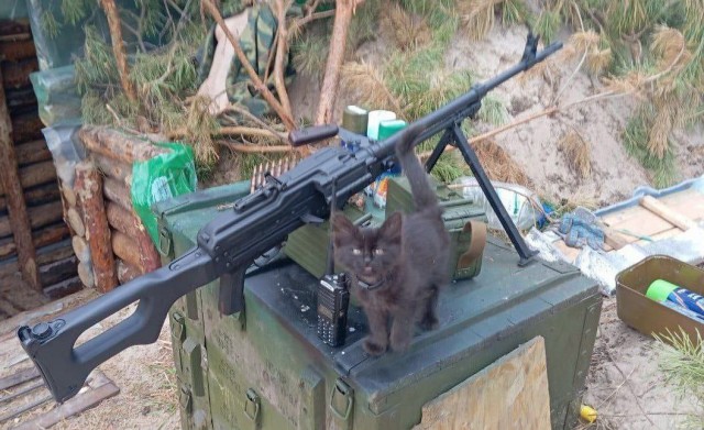 Котовтоник в картинках