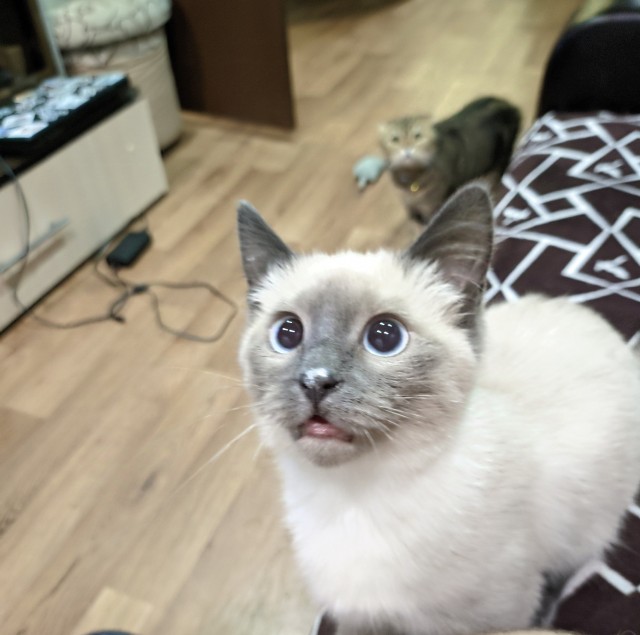 Котовторник 05/11/2024