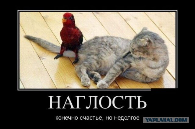 Наглость, это второе счастье