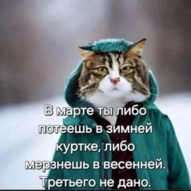 К котовторнику: подборка картинок-баянов с котиками и про котиков. Выпуск 2.