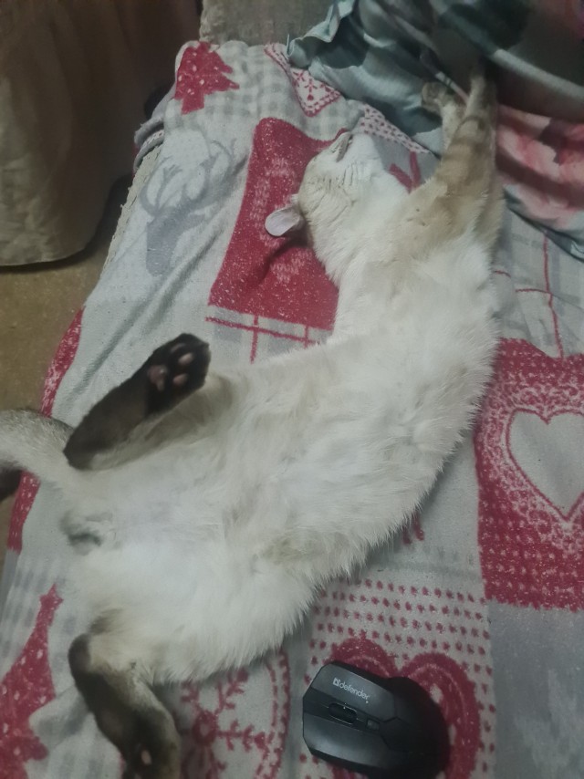 К котовторнику