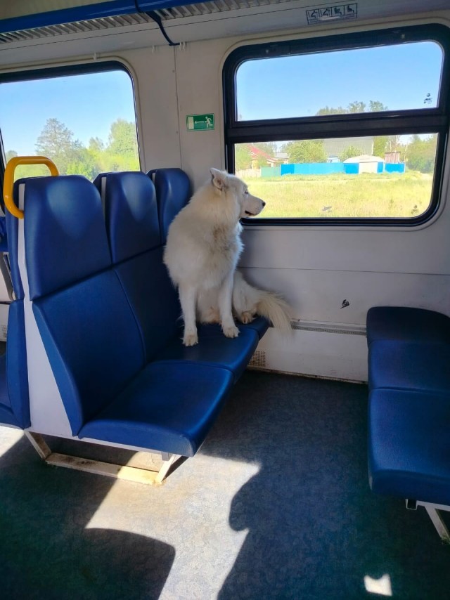 Любите ли вы поезда так же сильно, как их любит Рони?