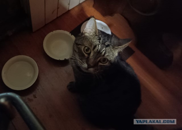 Кровь сдавать натощак