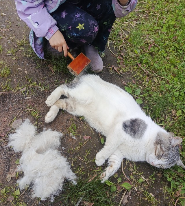 Котики это не