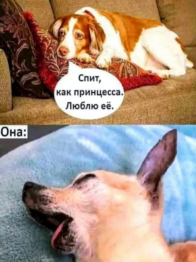 Веселые картинки в пятницу (04.07)