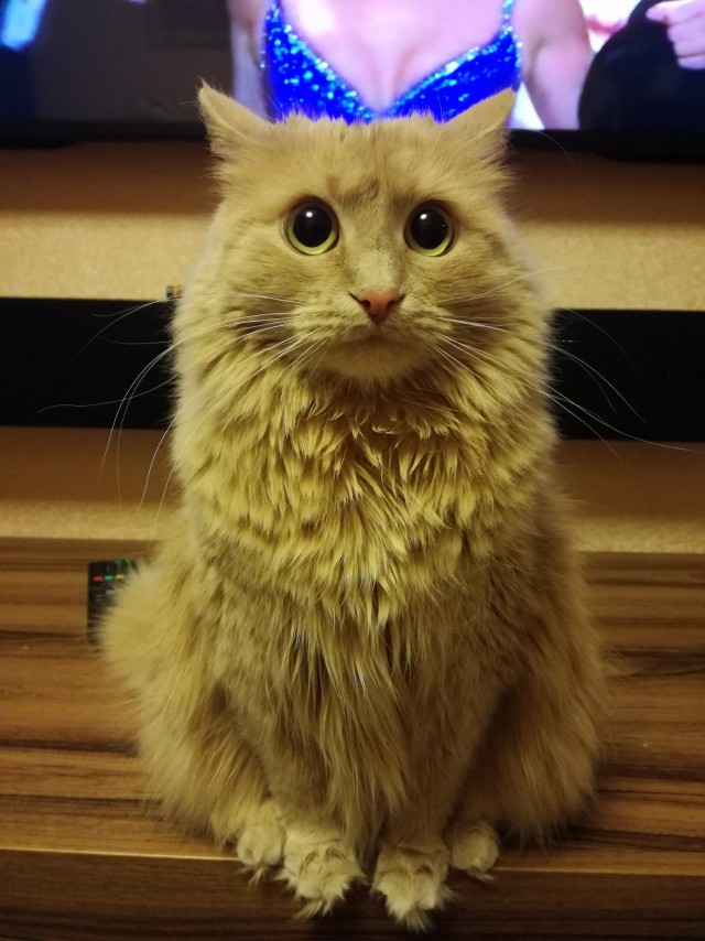 Лесной страж (котовторник)