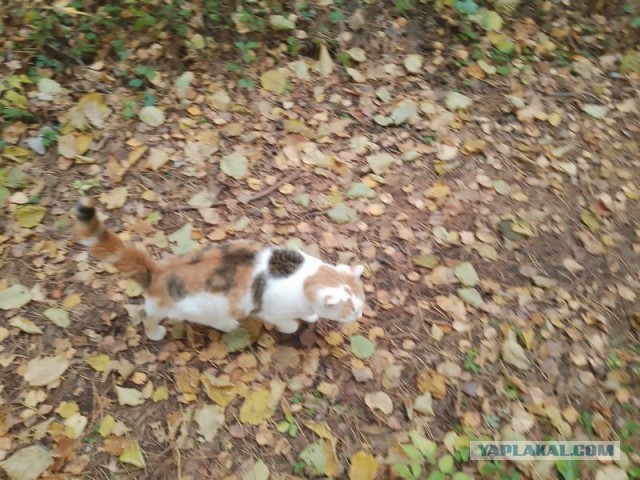 Жизнь домашнего приюта для котеек 561
