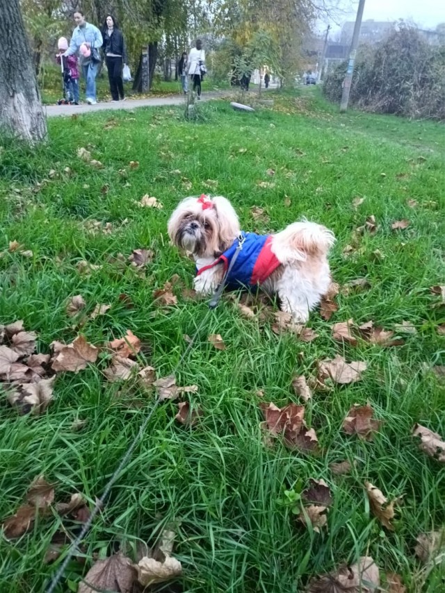 А собакочетверга у нас теперь больше нет?