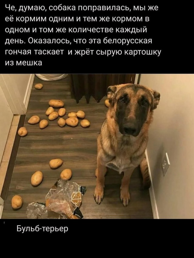 Деградация с баяном