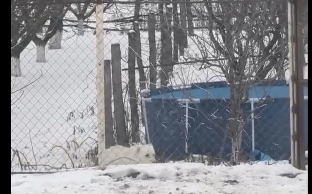 Алабай на самовыгуле