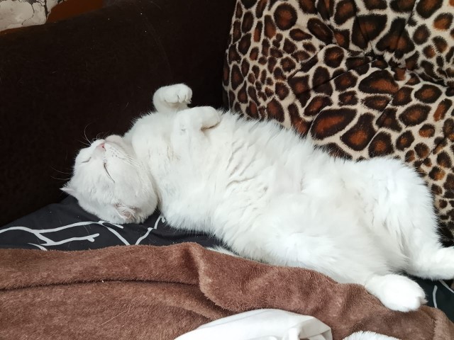 Снова наши коты