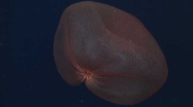 Медуза Deepstaria.