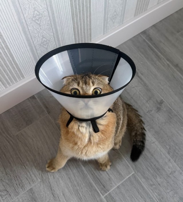 Котовторник, молодость